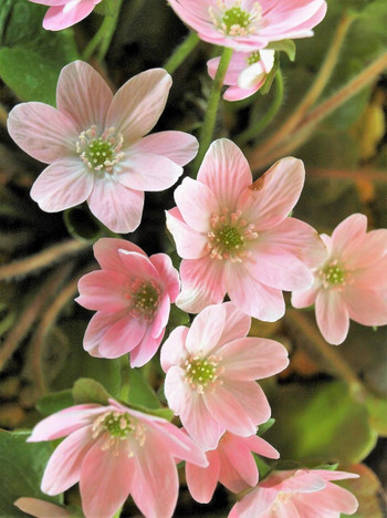 木工作りを楽しむ小学生男子の手元