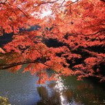 紅色の景色に癒される♪埼玉県で人気の紅葉スポット5選