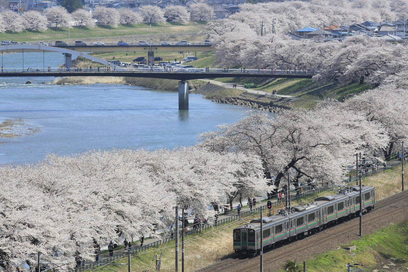 桜と電車と川