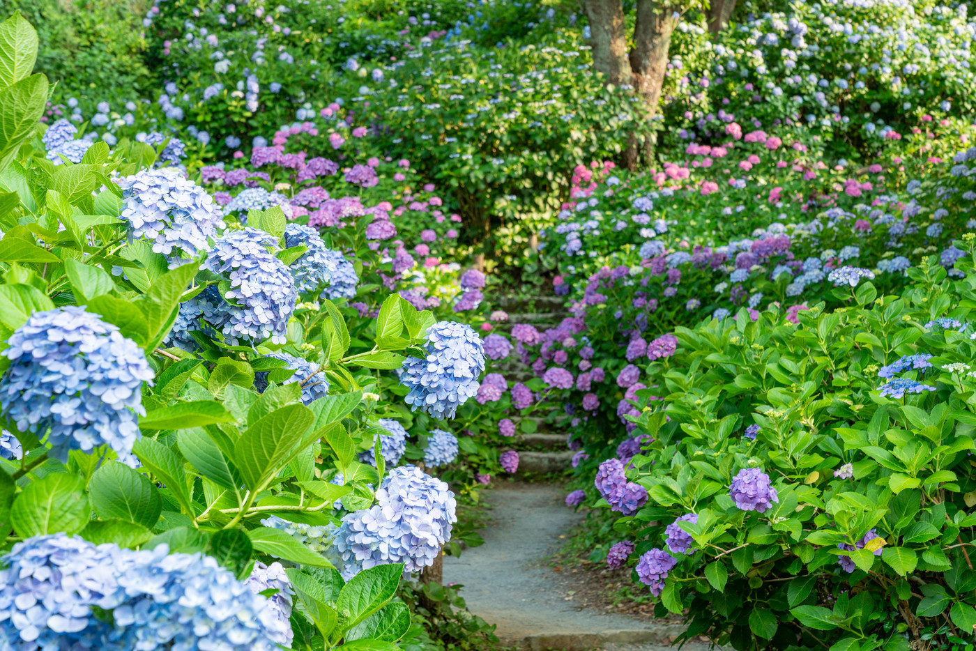【静岡県】下田市・下田公園のアジサイ