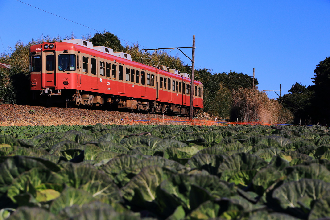 キャベツ畑をゆくレッドトレイン