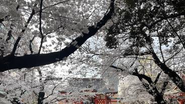 シティ ビュー / 24