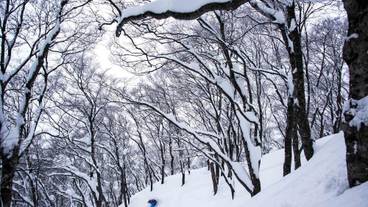 スノー スポーツとスキー / 5