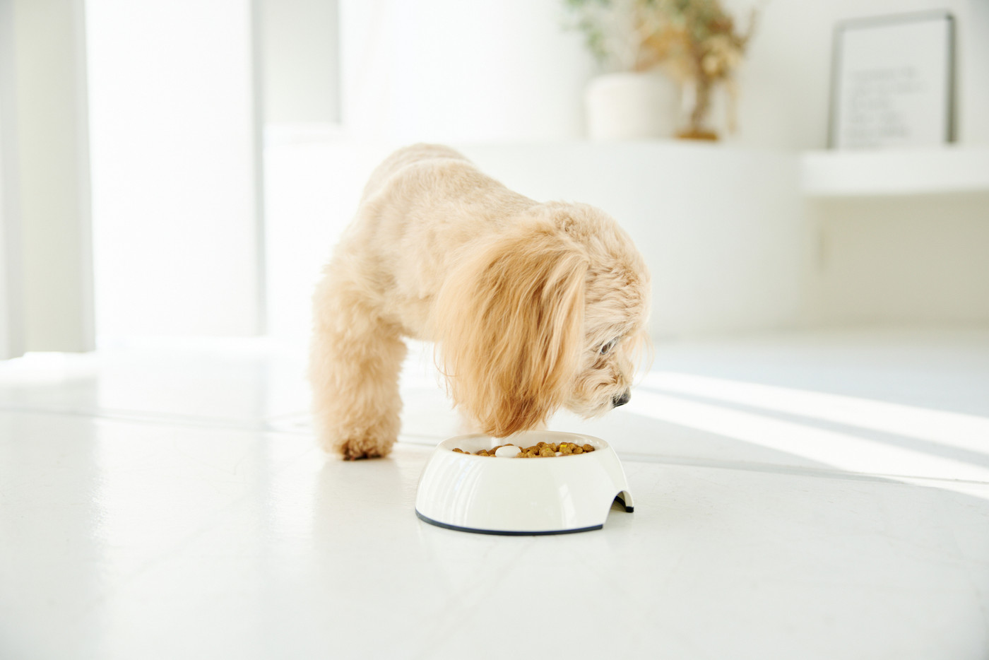 犬のいる暮らし