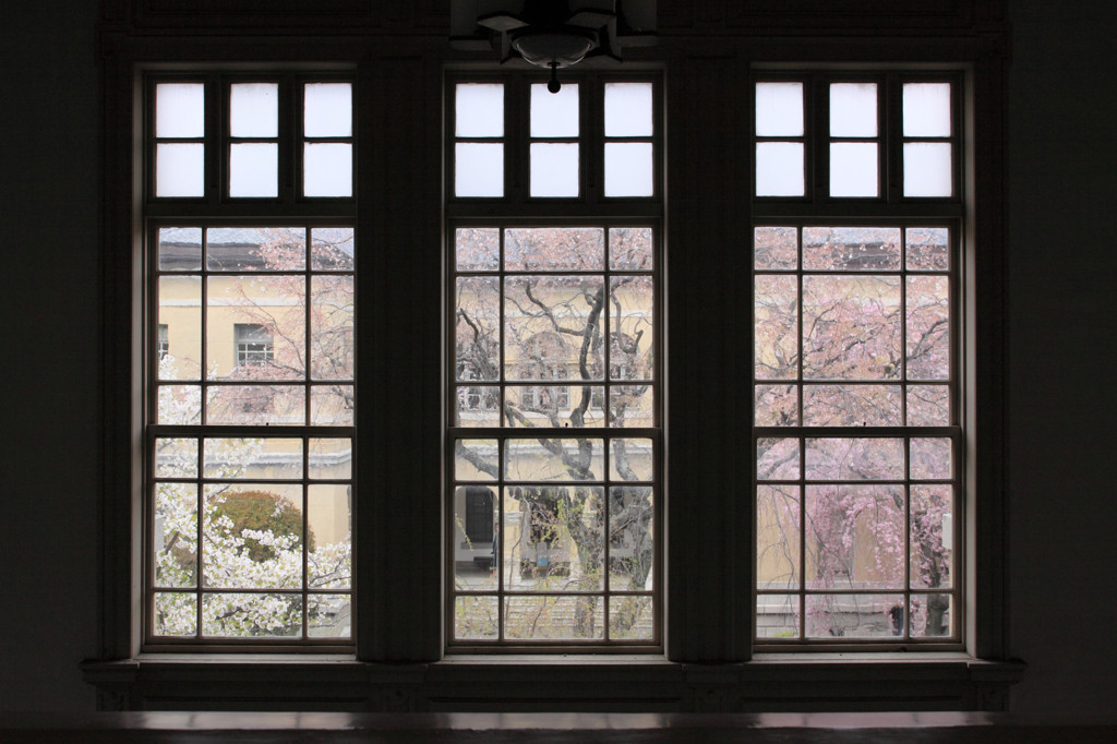 「京都府庁旧本館」で「観桜祭」1554339