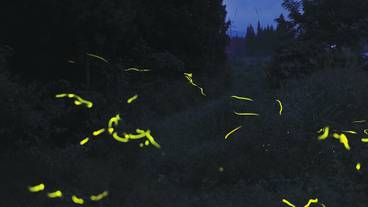 マウンテン ビュー / 34