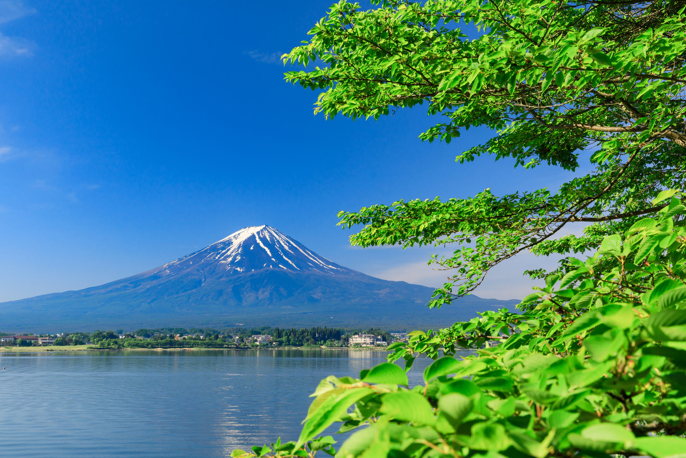 山梨河口湖_新緑と富士山