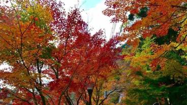 マウンテン ビュー / 24