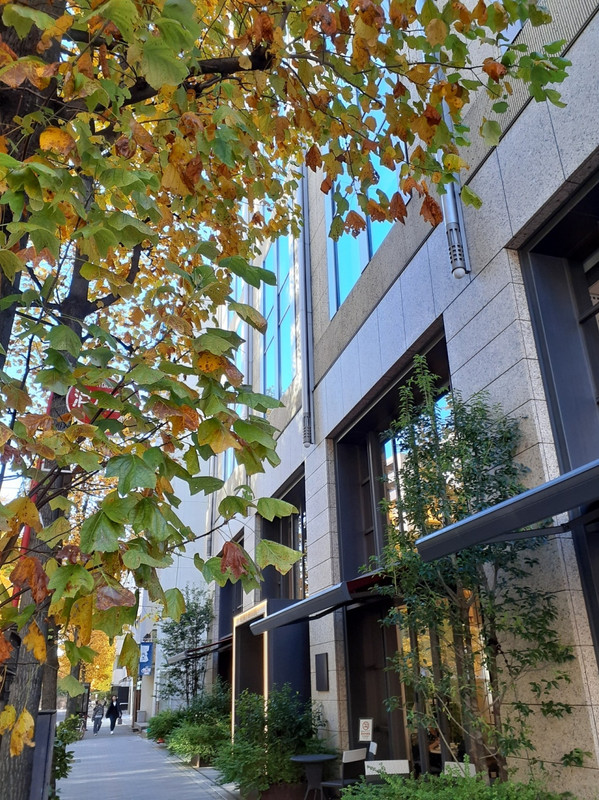 銀杏並木のすぐ横にあります