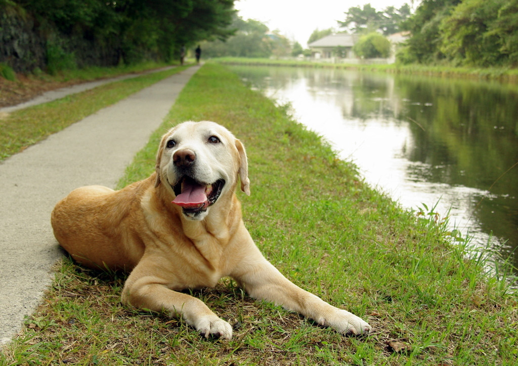 ペットを連れて軽井沢を旅しよう！3926268