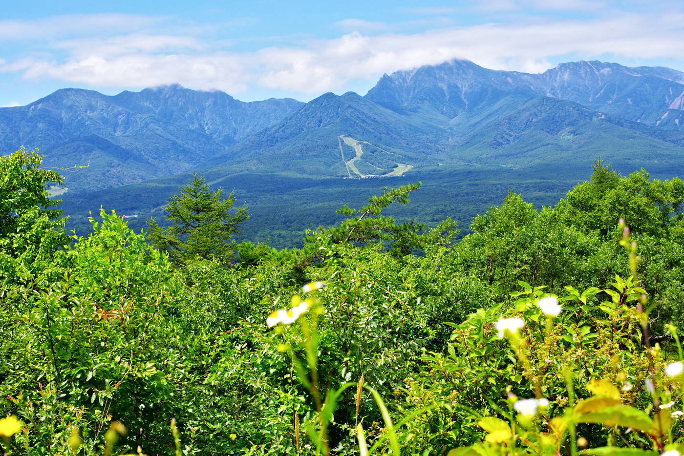 八ヶ岳　草花　快晴