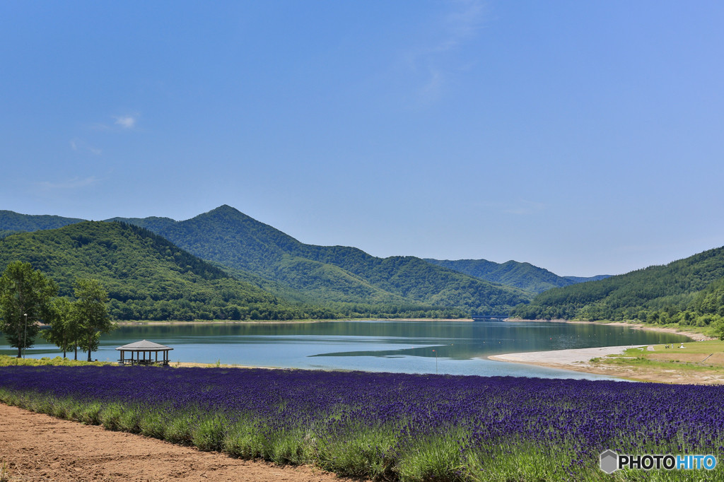 10.かなやま湖畔 鹿越園地 ラベンダー園1182729