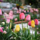 伊豆高原 海の見えるオーベルジュ パルテール(静岡県 ペンション) / 5