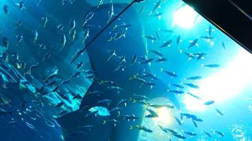 子供向けアクティビティ / 2