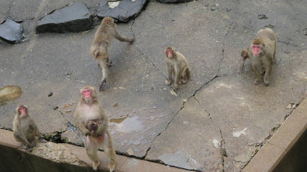 高速バスの出発まで
草津熱帯園を観光 / 2