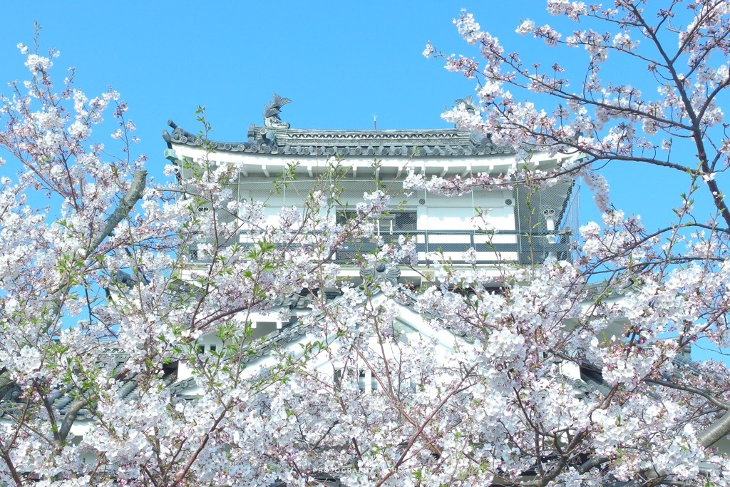 「浜松城」へ散策3546543