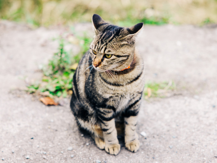 お店の外で看板猫が迎えてくれるかも♪