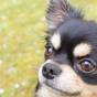 愛犬と一緒∪・ω・∪【特選会席料理】愛犬と最上級会席をお部屋で堪能＜■特選会席／部屋食＞ | ゆとりろ洞爺湖
