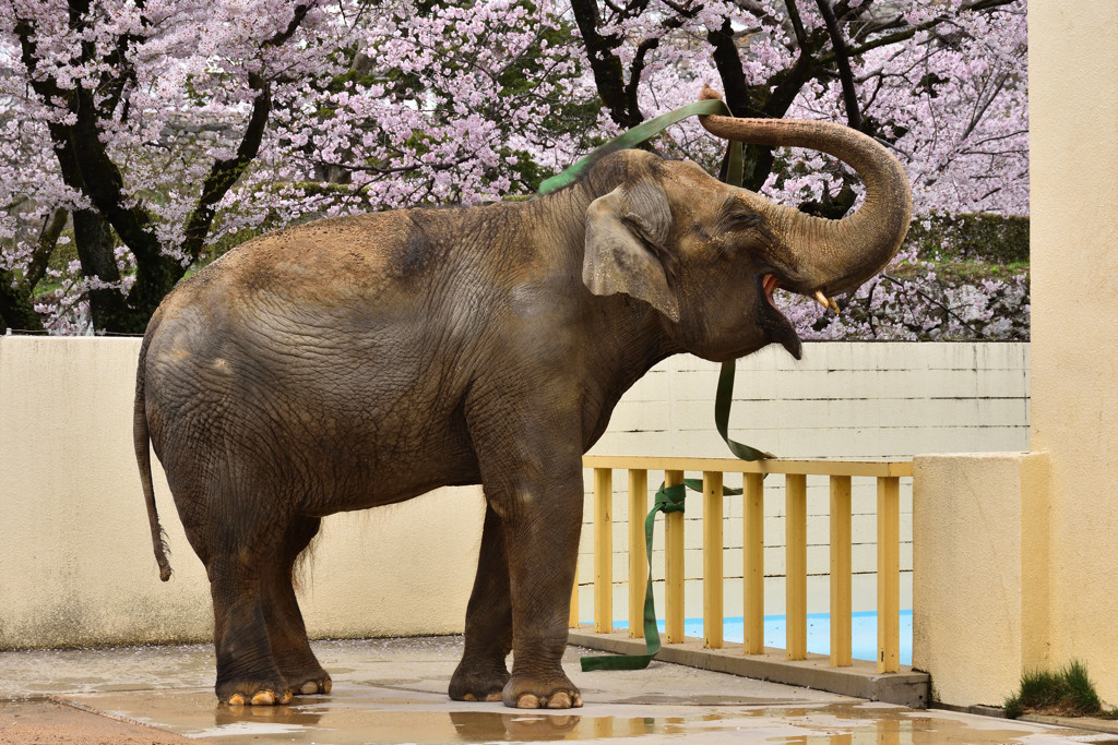 お城の隣にある「姫路市立動物園」で癒されよう1325960