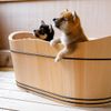 【京都】大切な家族もいっしょに旅行を楽しめる。ペットと同室宿泊OKのホテル＆旅館12選