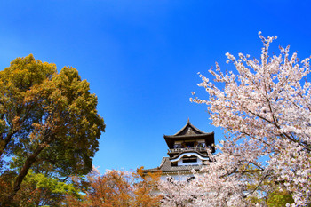 Spring scenery of Inuyama City, Inuyama Castle and cherry blossoms