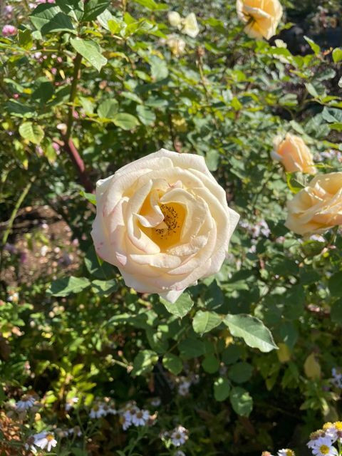 yfuna4さんの写真 / 1