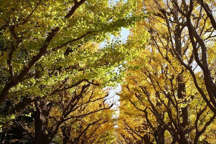 sweeeet._.memoryさんの写真 / 1