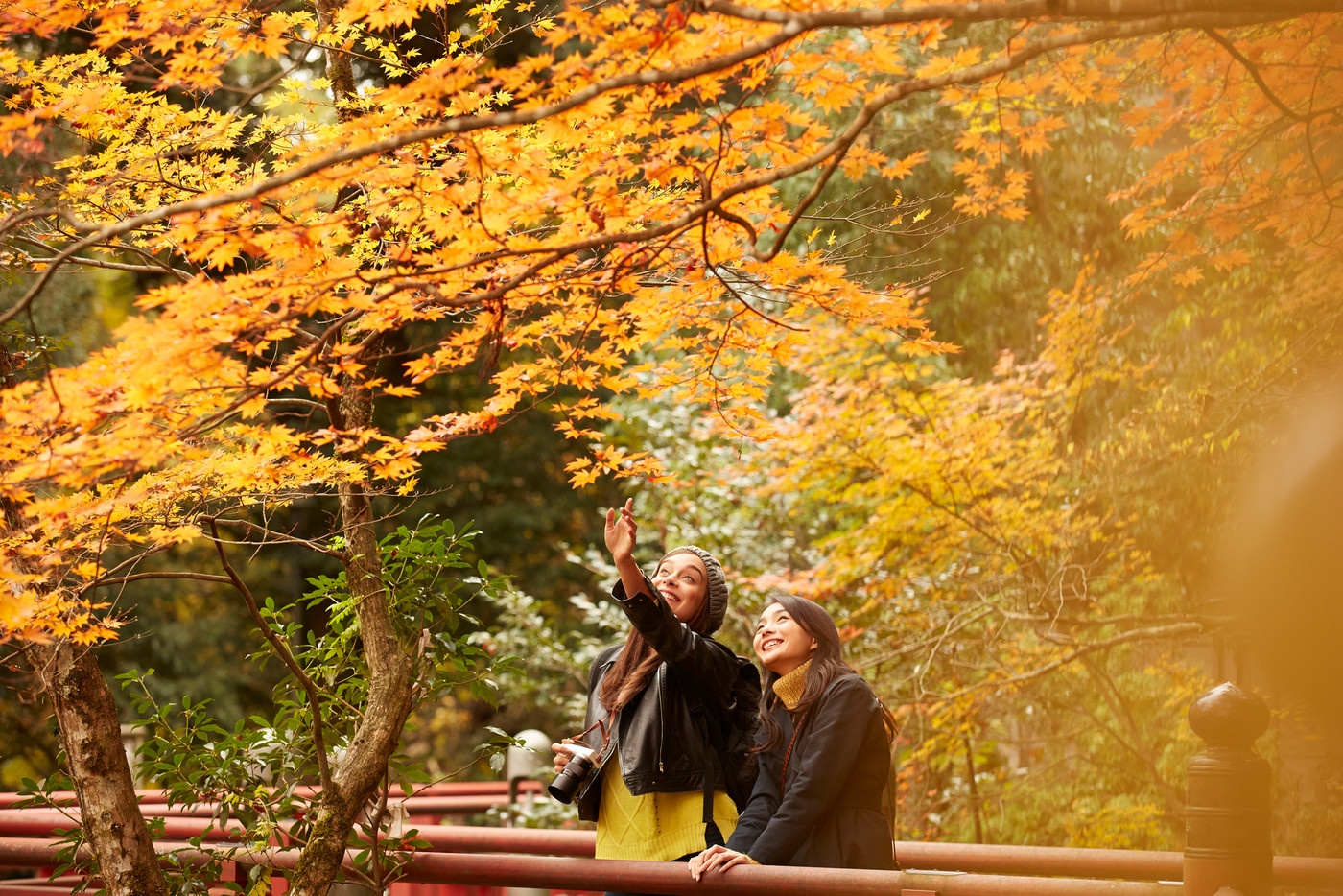 紅葉狩りをする外国人女性と日本人女性