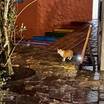 猫ちゃんが居ました。