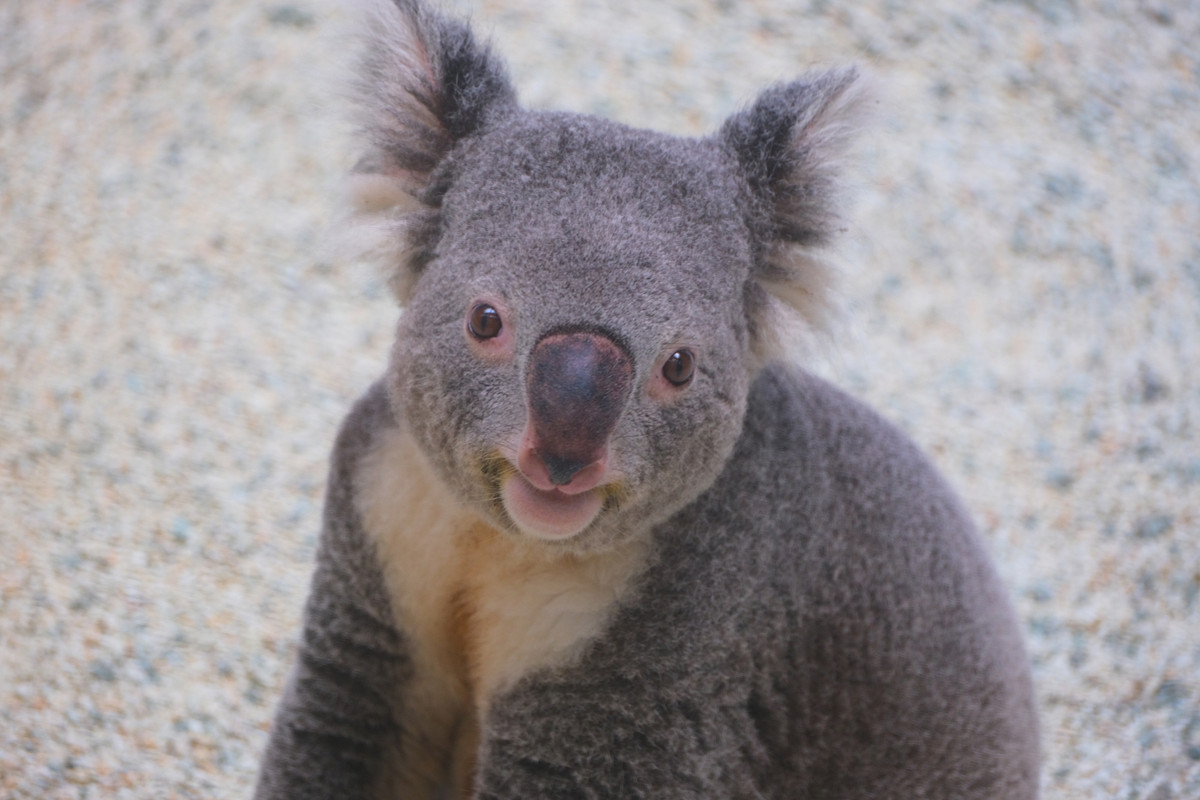 イングランドの丘　コアラ