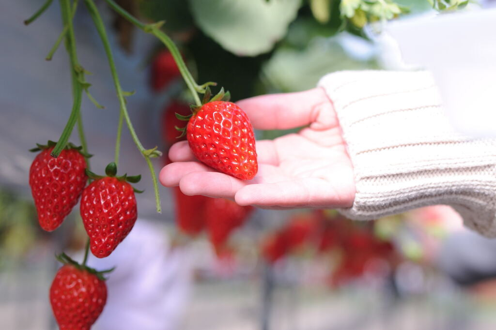 一年中新鮮なフルーツ狩りが出来る「かつらぎ町観光農園」3448279