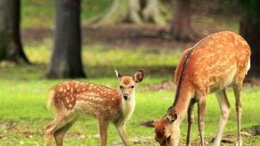 奈良公園周辺の鹿① / 2