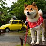 静岡でペットとお出かけするなら♪愛犬と行けるドッグカフェ10選