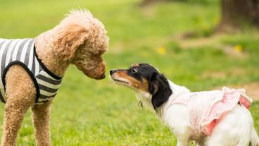 ペット同伴可 / 2