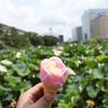 秋田観光で絶対食べたい！名物グルメとおすすめ店18選