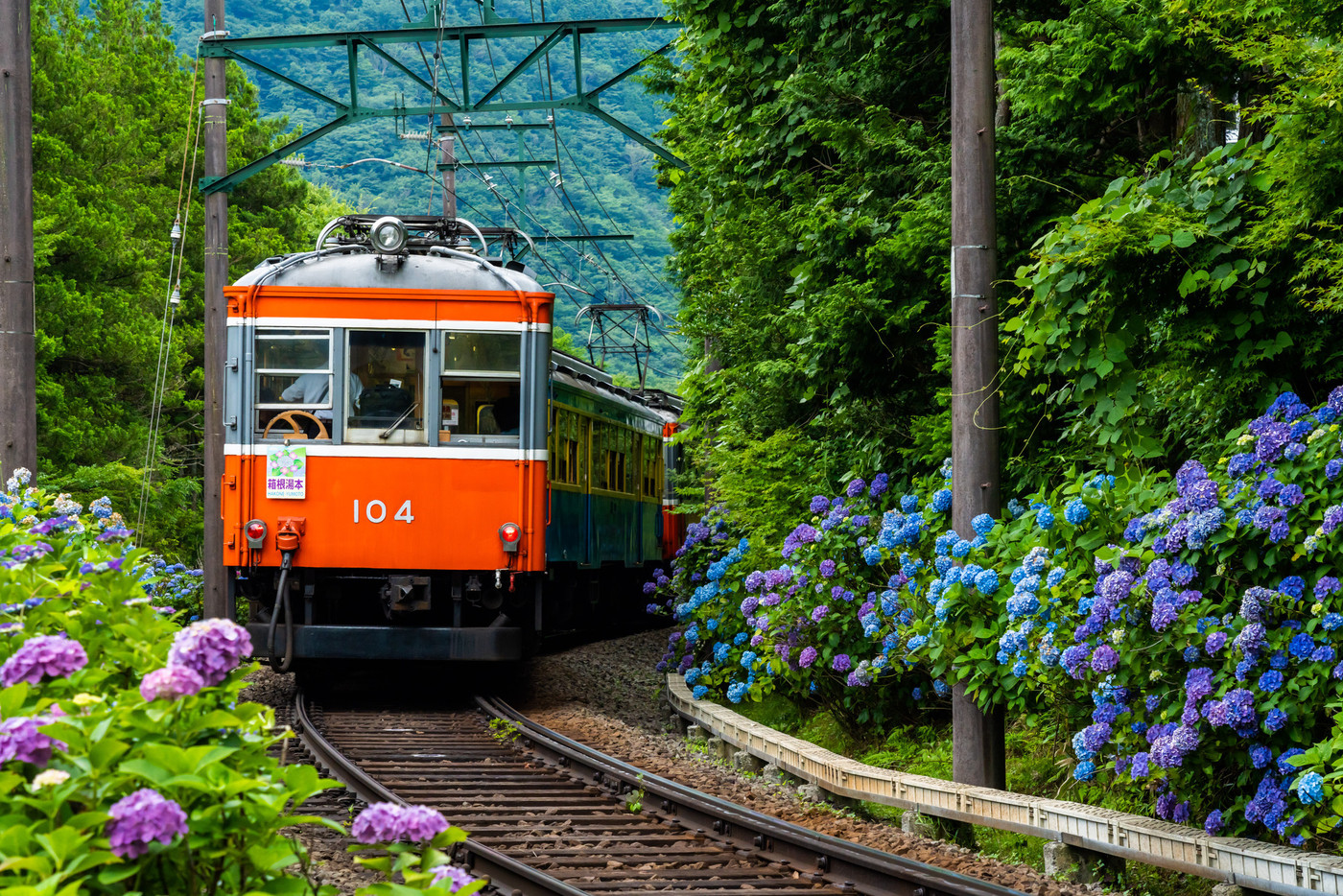 初夏の箱根を走る箱根登山鉄道あじさい電車