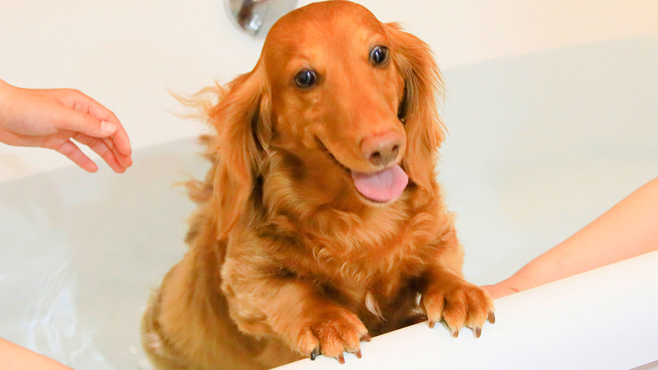 大分の素敵なホテルでペットも大満足の旅を楽しもう♪3931968