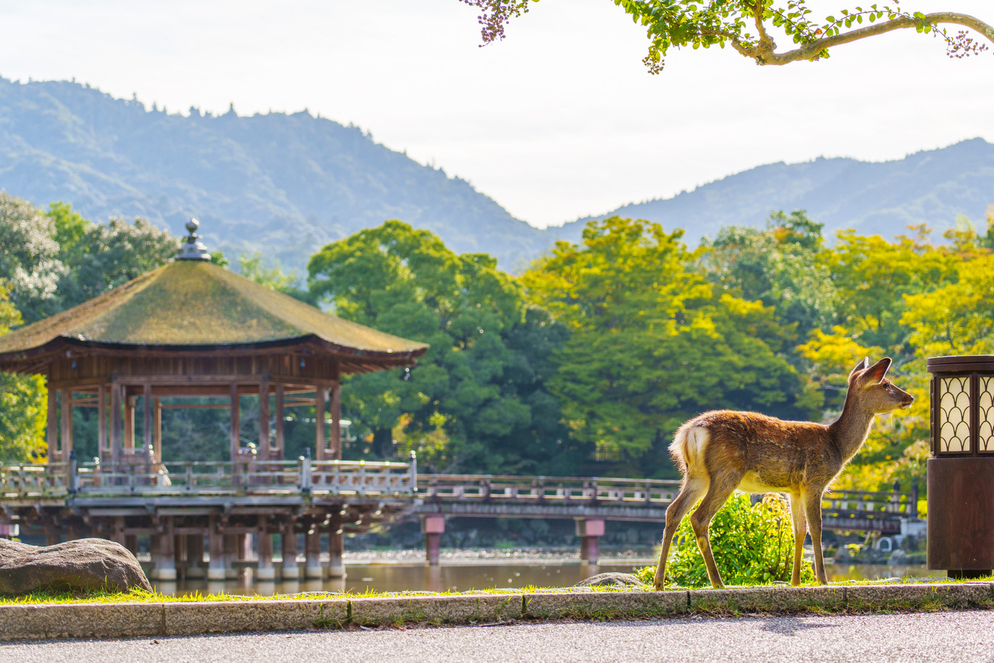 奈良公園　浮見堂とたたずむ鹿　初秋の朝