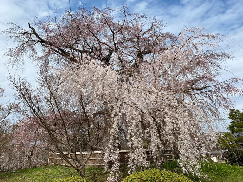 「八坂神社」の裏にある「円山公園」。春は桜が美しく咲き誇る / 2