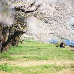 桜の名所で絶景を満喫しよう！秋田のおすすめ花見スポット8選