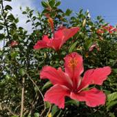 パイヌシマリゾート コーラルフィッシュ（石垣島）（沖縄県 ペンション） / 4