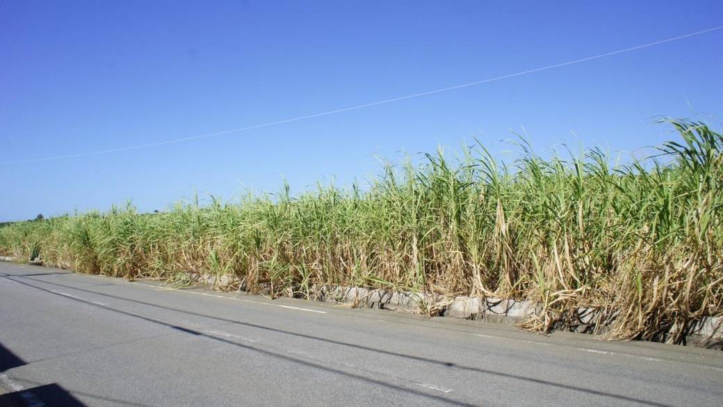 サトウキビ畑 / 3