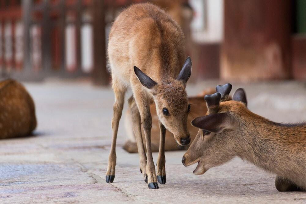 奈良公園周辺の鹿②