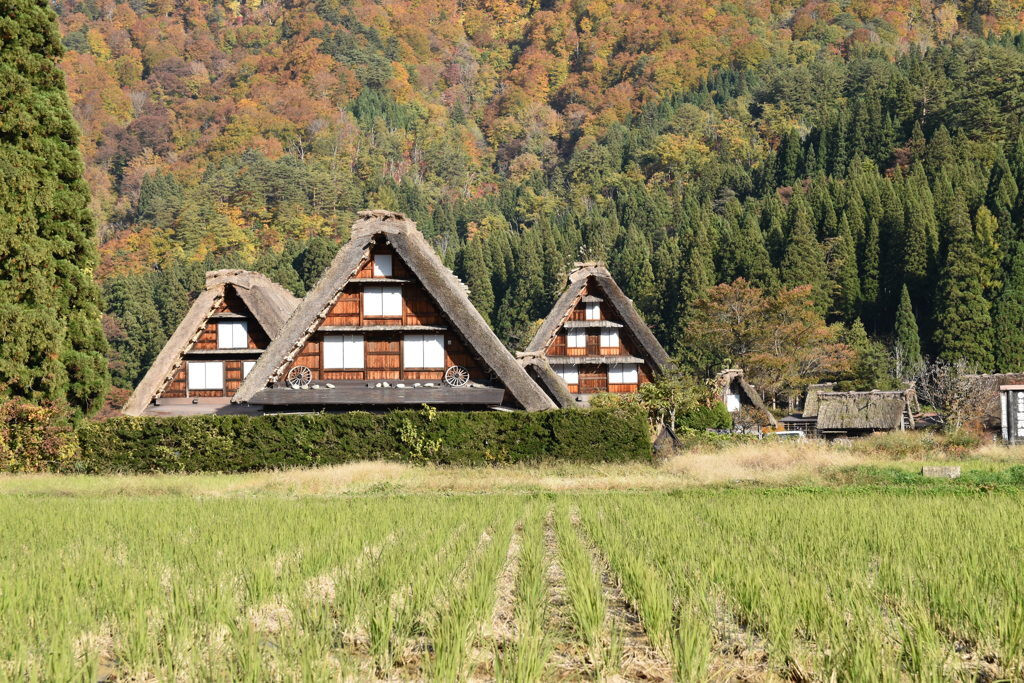 合掌造りの建物で宿泊もできる「白川郷」4071742