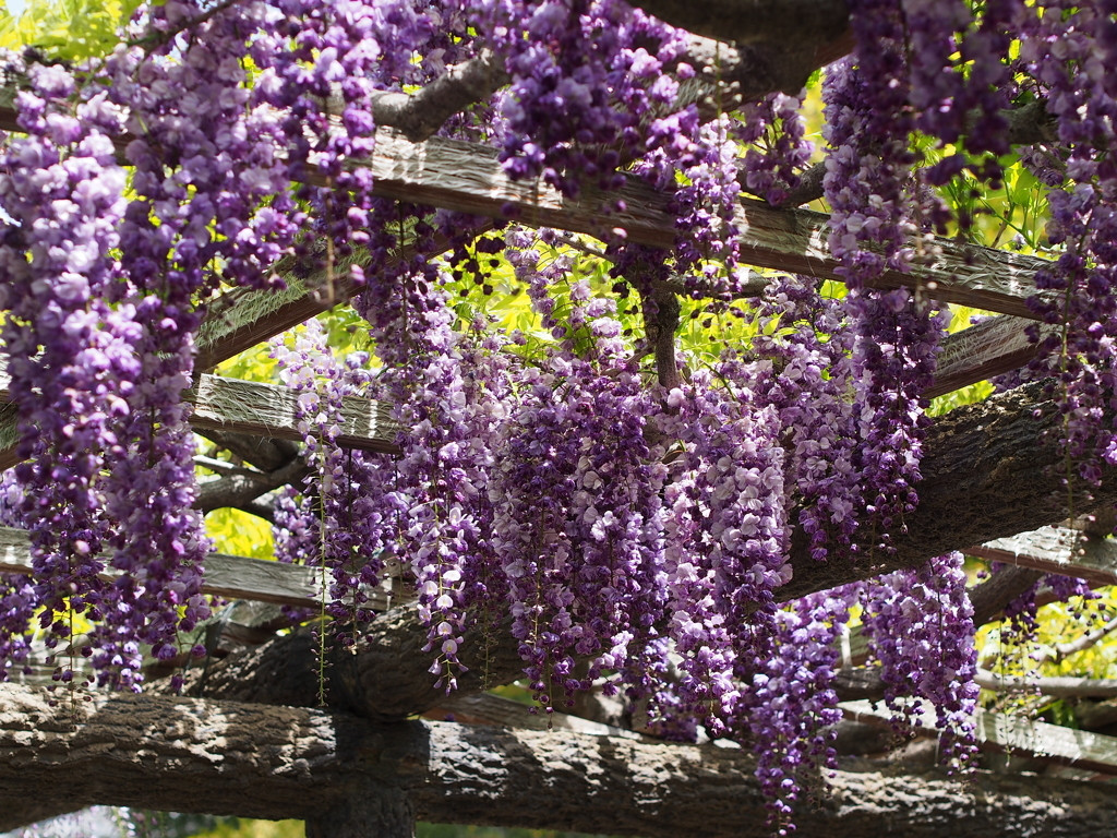 まるで紫色のカーテン！見事な藤を見に行こう1559012