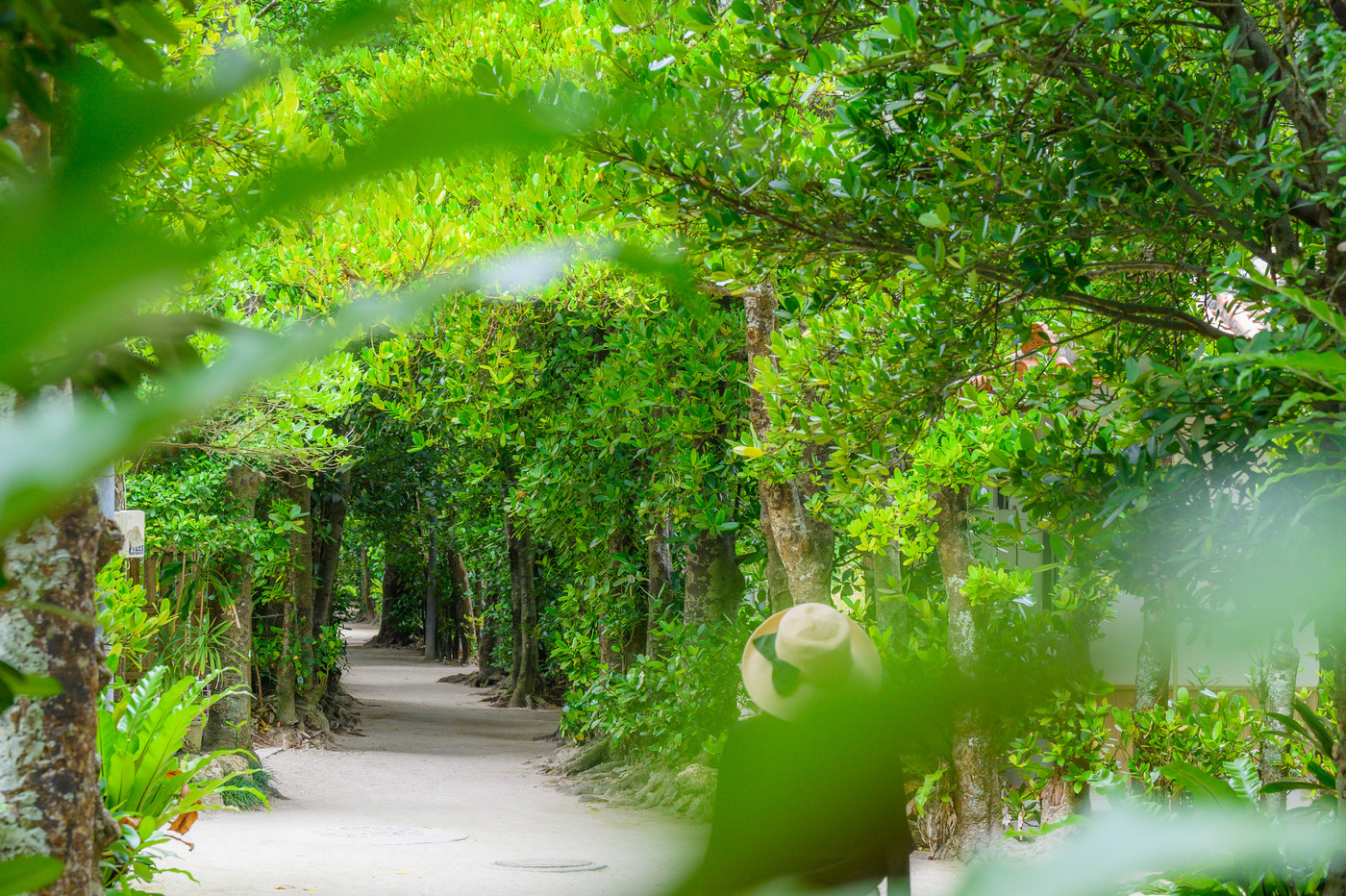 沖縄　備瀬　フクギ並木