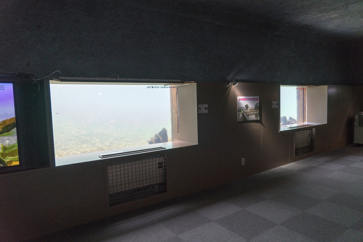 千歳水族館 水中観察ゾーン