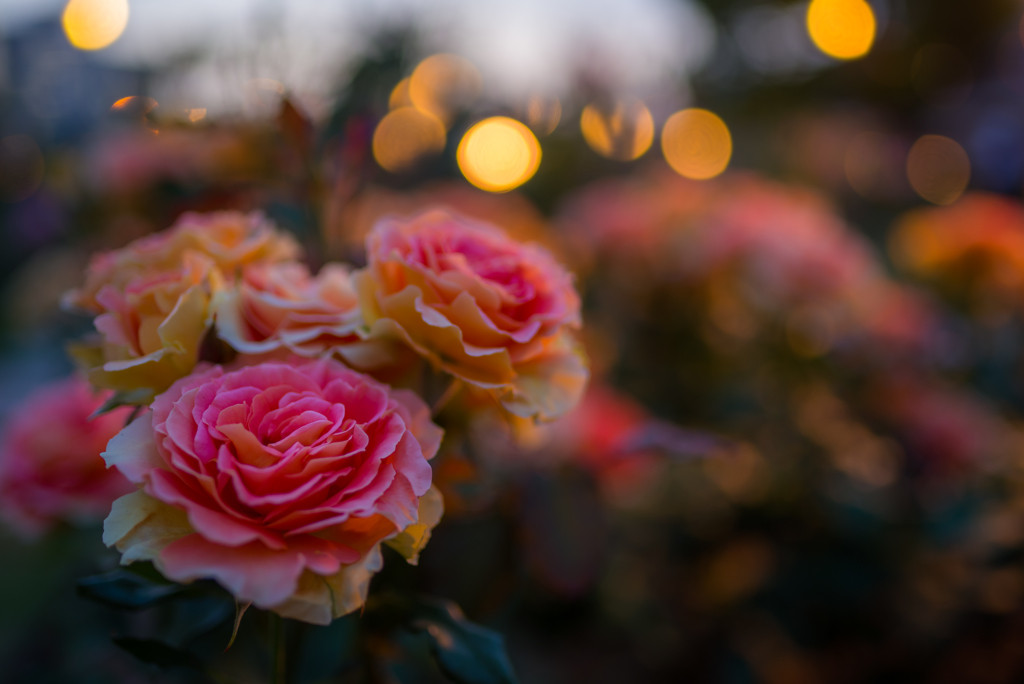 自然もカフェも両方満喫できる！最近注目のおしゃれエリア4112995