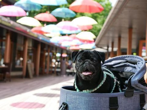 pugnsk3さんの写真 / 1