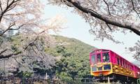 春は京都・嵐山の桜と春スイーツを楽しもう